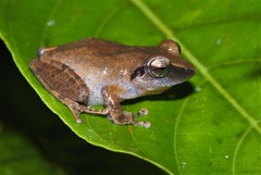 Pseudophilautus amboli