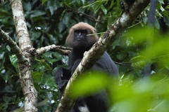 Semnopithecus johnii