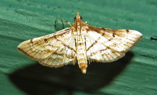 Acrobat Moth