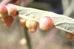 Salix breweri