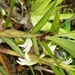 Camaridium exaltatum - Photo (c) jeimy_torres,  זכויות יוצרים חלקיות (CC BY-NC)