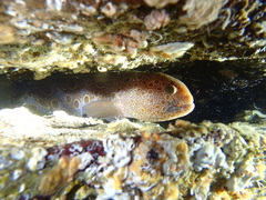 Anarrhichthys ocellatus