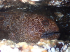 Anarrhichthys ocellatus