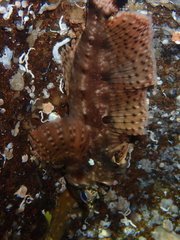 Nautichthys oculofasciatus