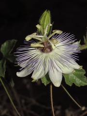 Passiflora arizonica