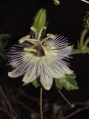 Passiflora arizonica