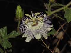 Passiflora arizonica