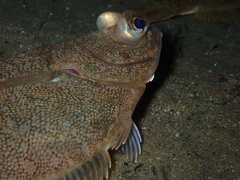 Lepidopsetta bilineata