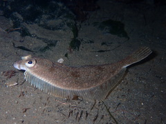 Lepidopsetta bilineata