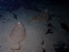 Lepidopsetta bilineata
