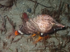 Rhamphocottus richardsonii