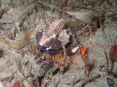 Rhamphocottus richardsonii