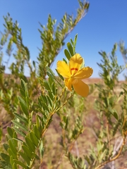 Petalostylis labicheoides