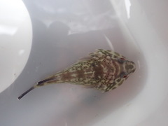 Diplocrepis puniceus