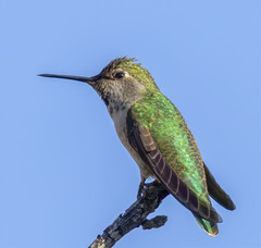 Calypte anna
