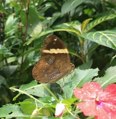 Xanthotaenia busiris