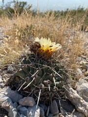 Thelocactus rinconensis