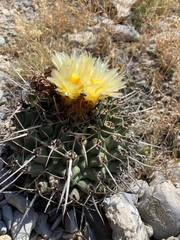 Thelocactus rinconensis