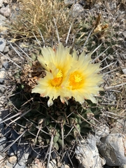 Thelocactus rinconensis
