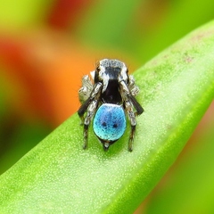 Maratus anomalus