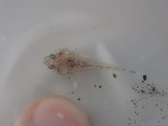 Diplocrepis puniceus