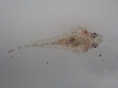 Diplocrepis puniceus