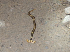 Diversibipalium boehmigi