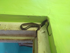 Lycodon capucinus