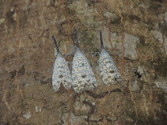 Pyrops oculatus