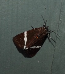 Coenotoca subaspersa