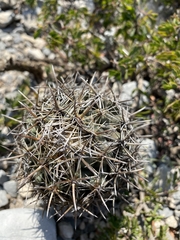 Coryphantha salinensis