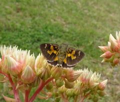 Trapezites phigalioides