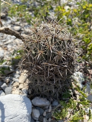 Coryphantha salinensis