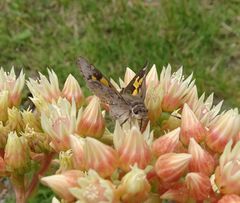 Trapezites phigalioides