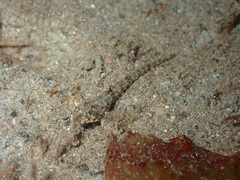 Odontopyxis trispinosa