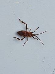 Leptoglossus occidentalis