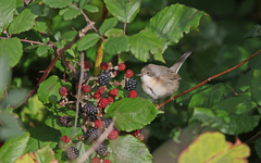 Curruca cantillans cantillans
