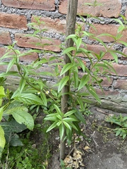 Aloysia citrodora