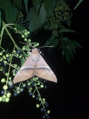 Ophisma