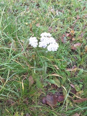 Achillea millefolium