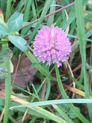 Trifolium pratense