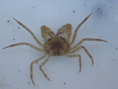 Halicarcinus