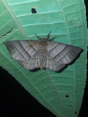 Apatelodidae