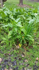 Zantedeschia
