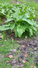 Zantedeschia