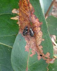 Eurymeloides bicincta