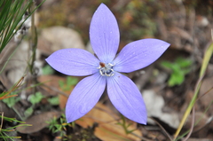 Pseudocodon convolvulaceus