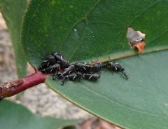 Eurymeloides bicincta