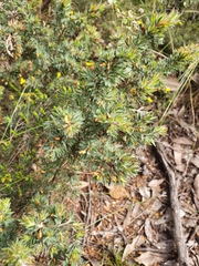 Pultenaea involucrata