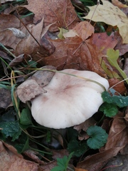 Clitocybe nebularis